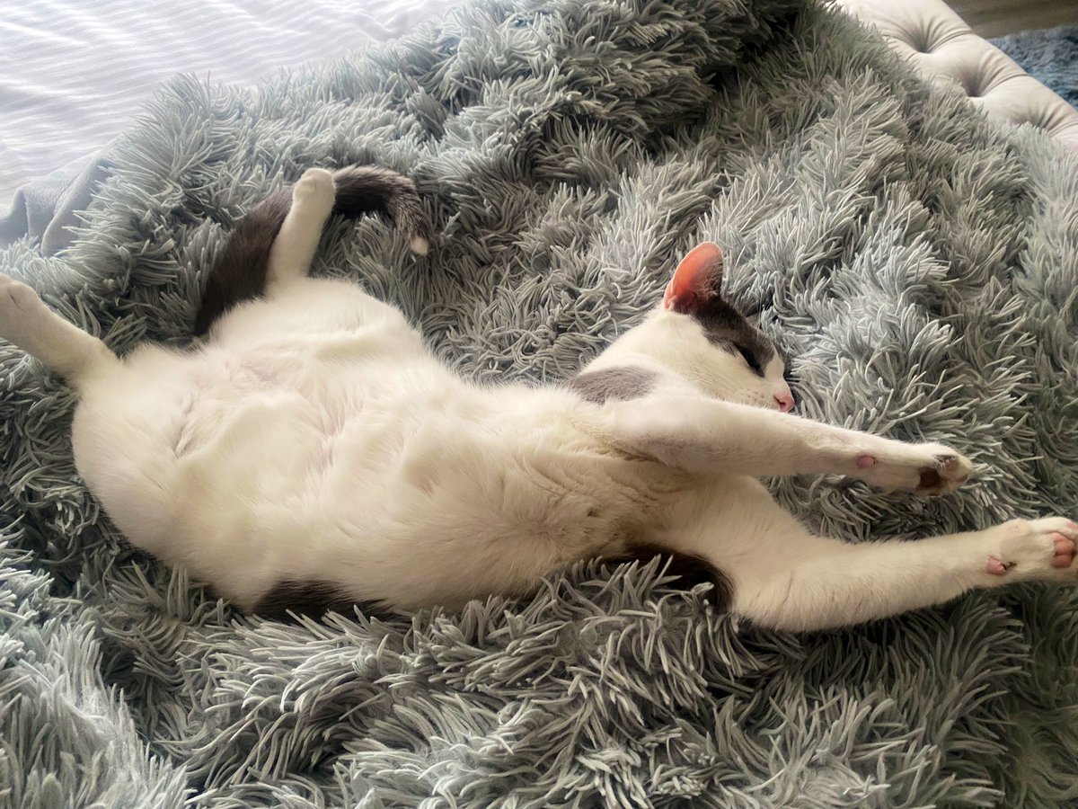PurrfectPaws4's tweet photo. Happy Caturday😻#Caturday #CatsOfTwitter https://t.co/DrV1XYIcTZ
