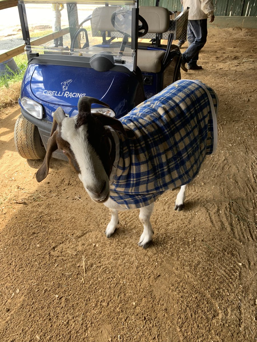 Jeffreybarngoat's tweet photo. Fashion forward attire #lastestingoatwear @DelParkRacing @cibelliracing #imnotcold https://t.co/a6wgueSVaE