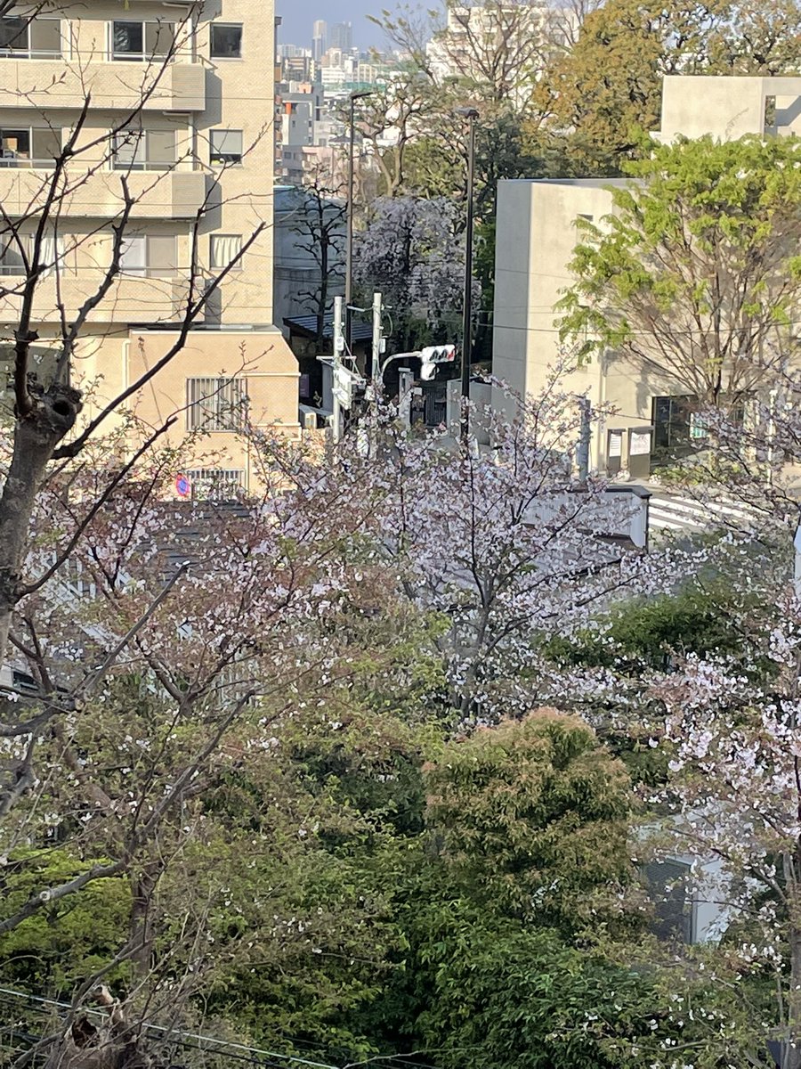 maki_jugah's tweet photo. 東京で桜🌸を観ながらジュガ❗️
気持ちいい〜💕💕💕

スクワット100回
ジュガの型
人の型 https://t.co/wg9pjPeD6e