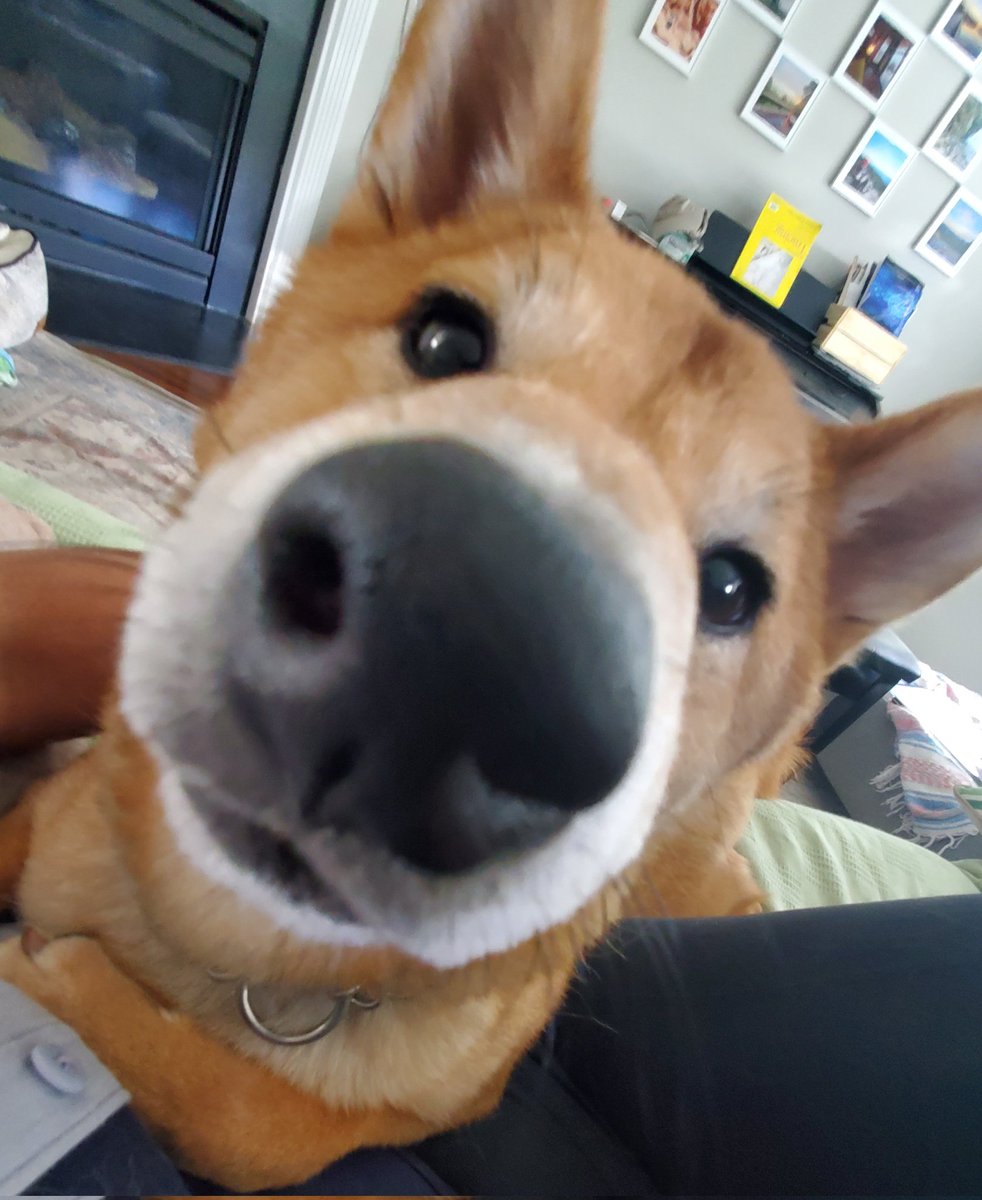 arigatoGG's tweet photo. Boop. https://t.co/l4NAVzyxAl