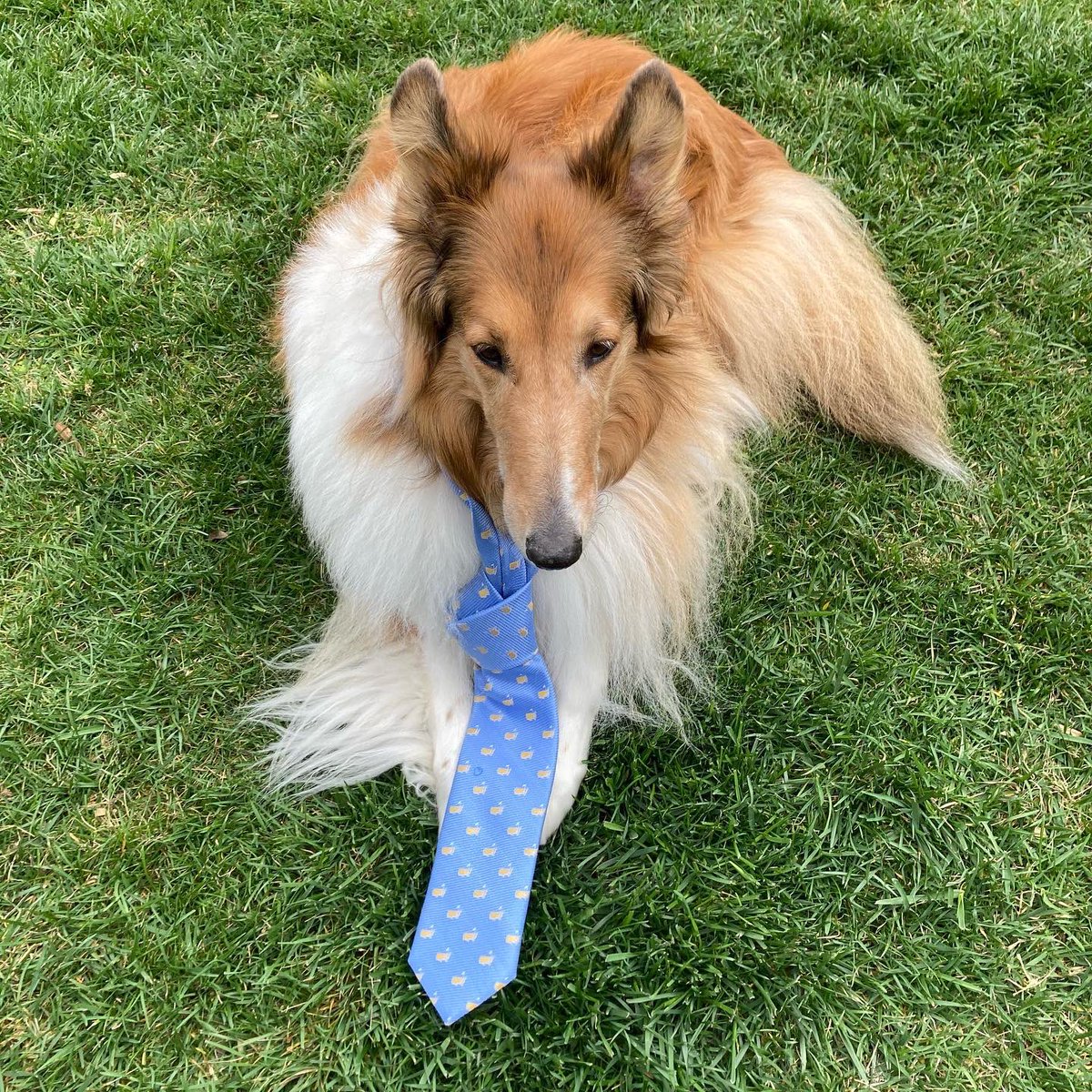 CollieCrusader's tweet photo. ⛳️ I’m pretty busy and am tied up 👔 at the moment trying to get on the leaderboard at #TheMasters 

Can you believe we found this fancy silk @TheMasters tie at the thrift store last week? #mygoodwillfind 

#golf #roughcollie #collie #intheruff #intherough #Masters2022 https://t.co/kewS4Oif5N