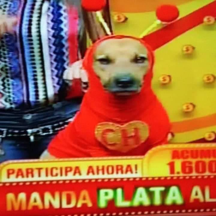 perritos_qctd's tweet photo. "Johnny Depp es el mejor actor multifacético del mundo"
*El perro fragmentado* https://t.co/gfktkqKCs1