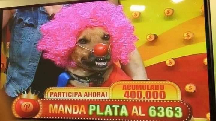 perritos_qctd's tweet photo. "Johnny Depp es el mejor actor multifacético del mundo"
*El perro fragmentado* https://t.co/gfktkqKCs1