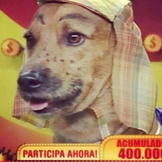 perritos_qctd's tweet photo. "Johnny Depp es el mejor actor multifacético del mundo"
*El perro fragmentado* https://t.co/gfktkqKCs1