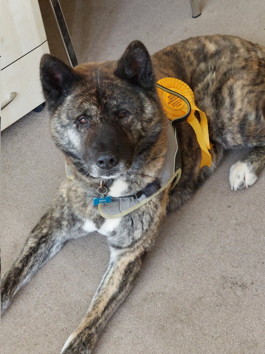 petedroberts's tweet photo. "So dad is this my 2022 canvassing upgrade or just a gratuitous photo for #LibDemDogs and my fans like @MarishaRayLD ?"
#NinaLibDemDog https://t.co/6Hl2hn35HP