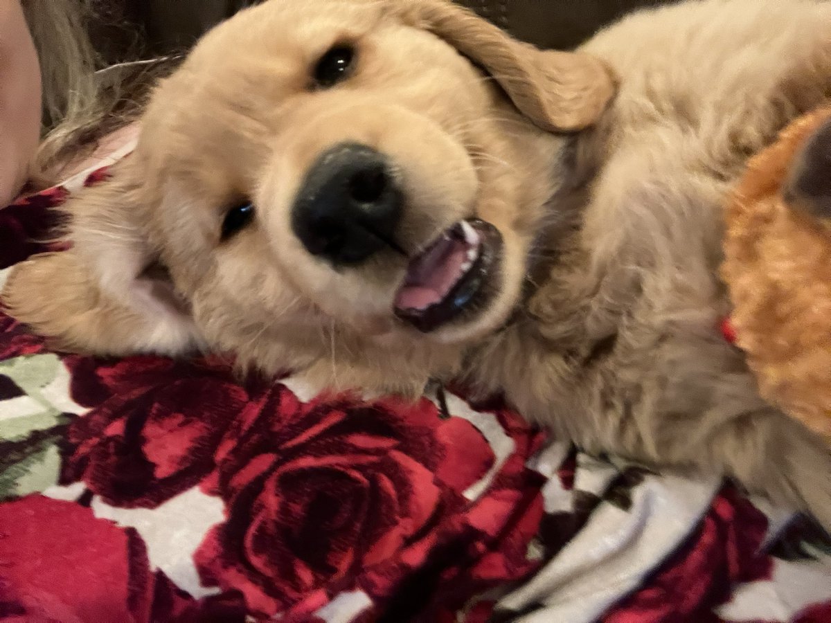 nmacleann's tweet image. Biiiiig weekend in the MacLean Lamothe household - meet Nova 🐶❤️