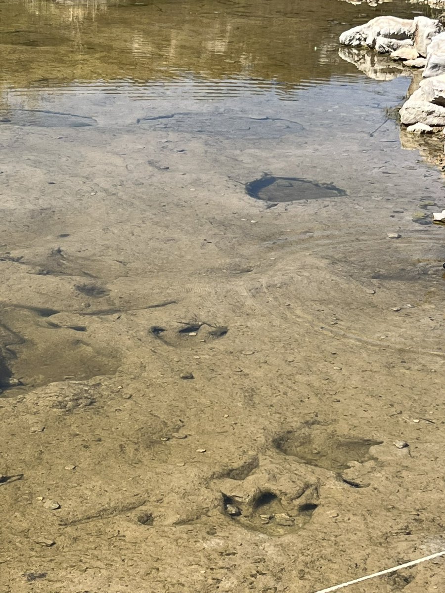 Dinosaur tracks in the river @DinoValleySP