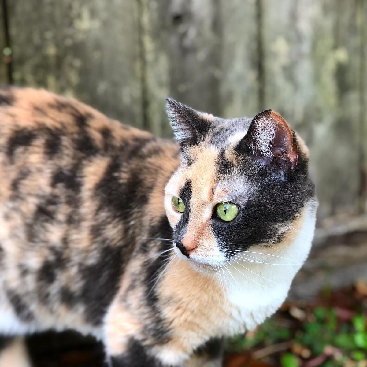 sarajanejacobs's tweet photo. Since I have about a million cat photos on my phone I thought I’d do that #caturday thing 🐱 https://t.co/O7BaM8P1GA