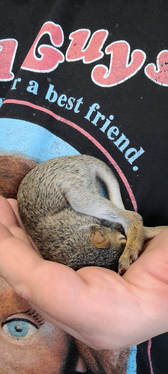 Baby squirrel rescue
