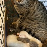 子猫に関連する229件のまとめ Togetter