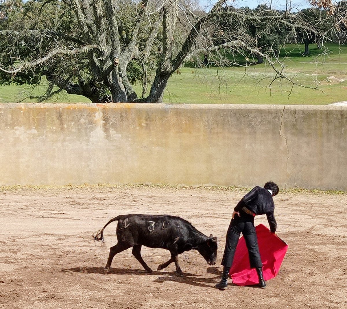 estevezpepe's tweet photo. Hoy comenzó el #ICertamenTorerodeCastilla @CITAR_Escuela @EscuelaTaurinaP #ETSalamanca #ETMedinadeRioseco organizado por #Lesma 🐂 de #AnaIsabelVicente https://t.co/X0OUgll1MP