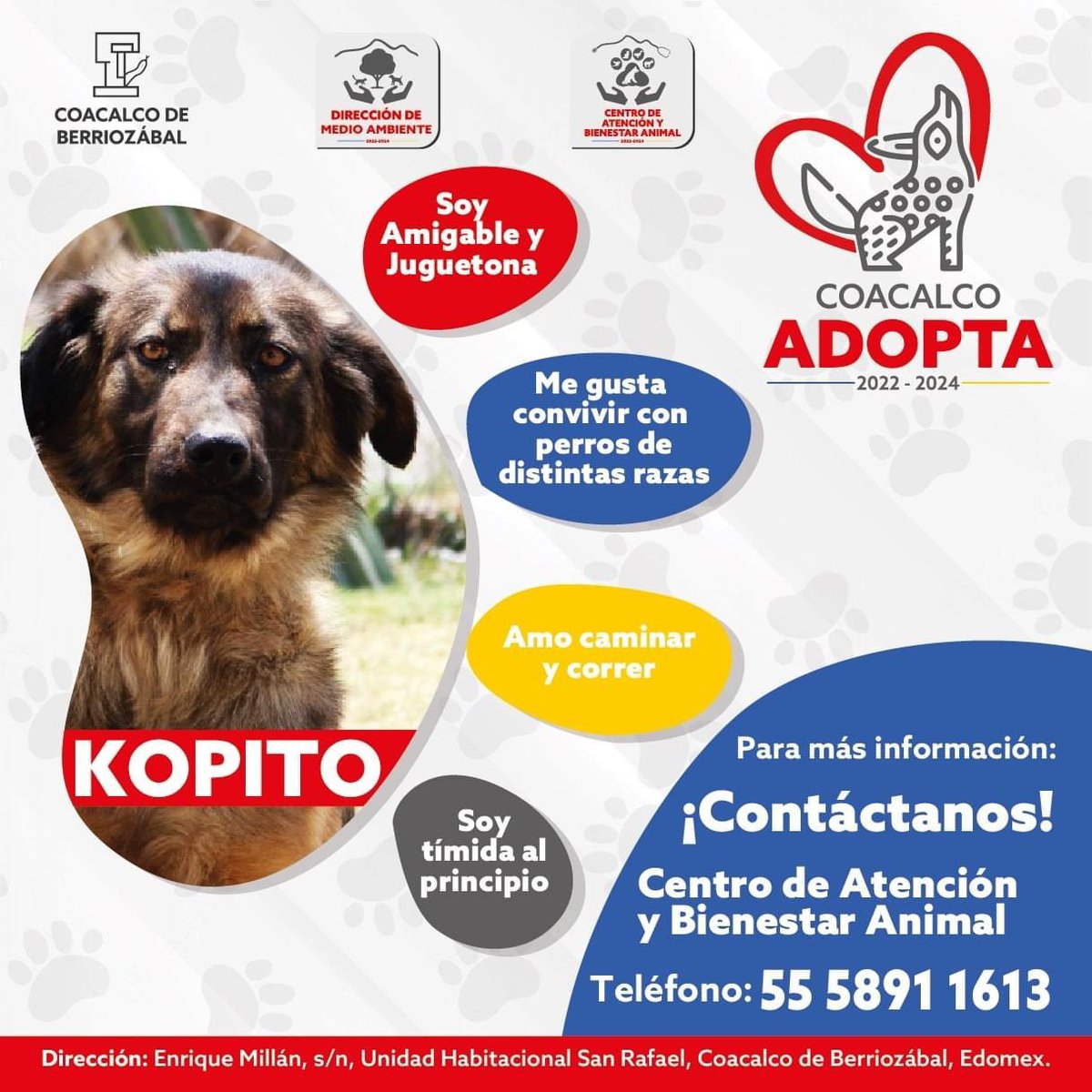 GobCoacalco2022's tweet photo. Kopito y Las Pulgas están deseando la oportunidad de tener una familia.🐾🐶 ¡Ayúdanos a darle RT y démosle voz a quienes no la tienen!
Acércate al Centro de Atención y Bienestar Animal Coacalco para conocer las mascotas que buscan un hogar.🏠👨‍👩‍👦‍👦 https://t.co/9BAuD2cAuS