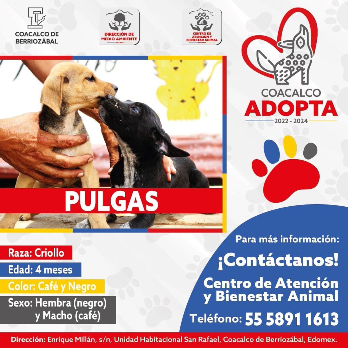 GobCoacalco2022's tweet photo. Kopito y Las Pulgas están deseando la oportunidad de tener una familia.🐾🐶 ¡Ayúdanos a darle RT y démosle voz a quienes no la tienen!
Acércate al Centro de Atención y Bienestar Animal Coacalco para conocer las mascotas que buscan un hogar.🏠👨‍👩‍👦‍👦 https://t.co/9BAuD2cAuS