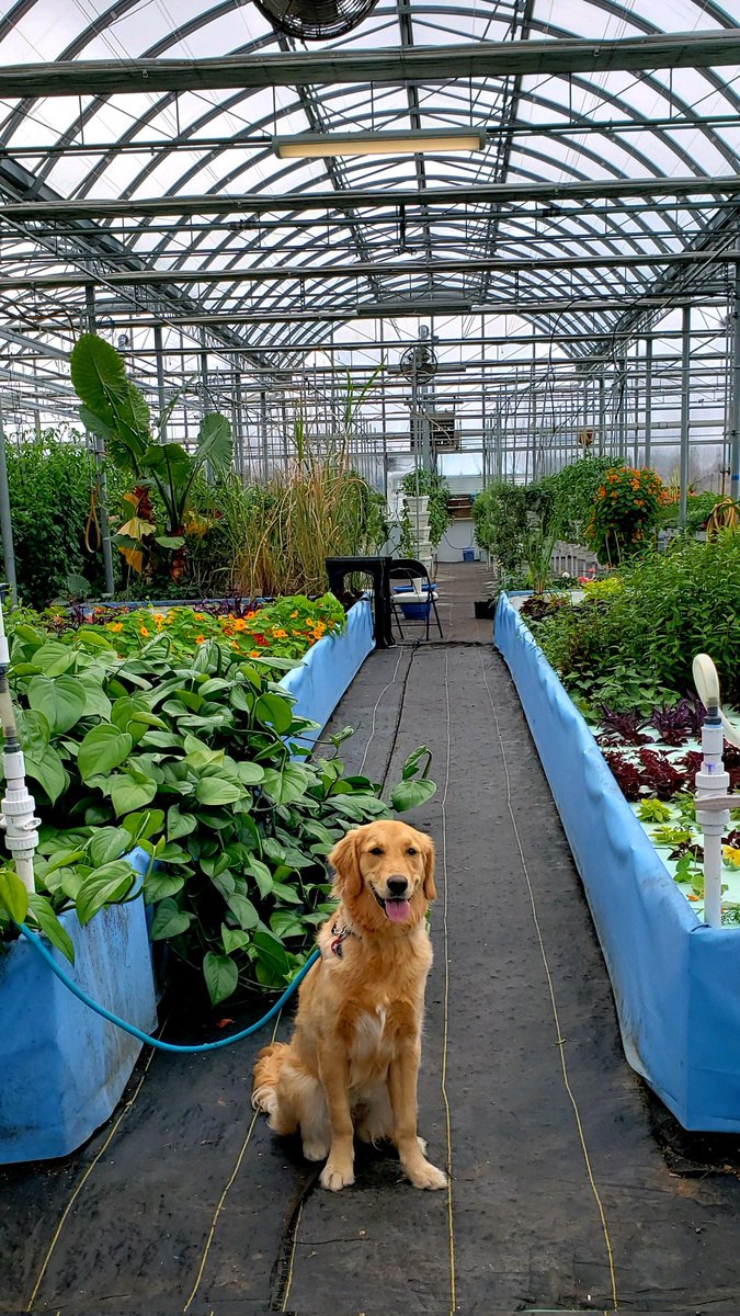 ProfJFBeck's tweet photo. Getting some socialization time in at the @kvcc Food Innovation Center. Aurum loves vegetables and people.
#ValleyHub
#urbanfarm
#foodhub
#foodways
#agriculture
#endccstigma
#GoldenRetrievers https://t.co/4DqXlHXKmf