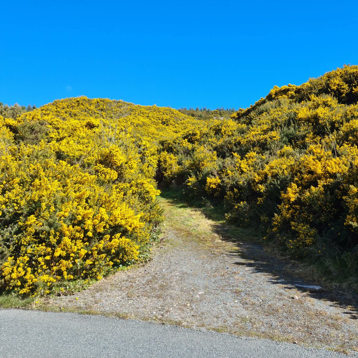 jamesgcsheil's tweet photo. Couldn't help but be reminded of Ukranian flag🇺🇦 with blue skies and gorse in bloom on a beautiful morning &amp; cycle out the Wicklow Way this morning. https://t.co/cetDpMkWo8