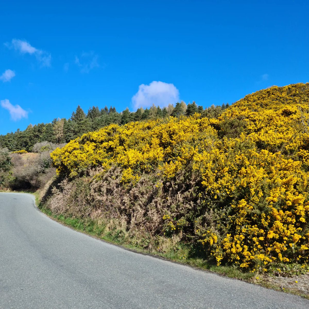 jamesgcsheil's tweet photo. Couldn't help but be reminded of Ukranian flag🇺🇦 with blue skies and gorse in bloom on a beautiful morning &amp; cycle out the Wicklow Way this morning. https://t.co/cetDpMkWo8