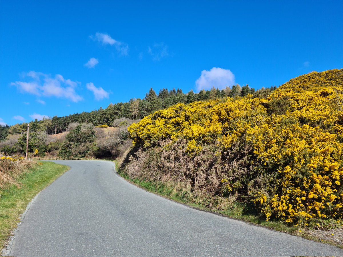 jamesgcsheil's tweet photo. Couldn't help but be reminded of Ukranian flag🇺🇦 with blue skies and gorse in bloom on a beautiful morning &amp; cycle out the Wicklow Way this morning. https://t.co/cetDpMkWo8