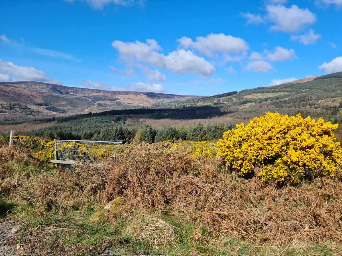 jamesgcsheil's tweet photo. Couldn't help but be reminded of Ukranian flag🇺🇦 with blue skies and gorse in bloom on a beautiful morning &amp; cycle out the Wicklow Way this morning. https://t.co/cetDpMkWo8