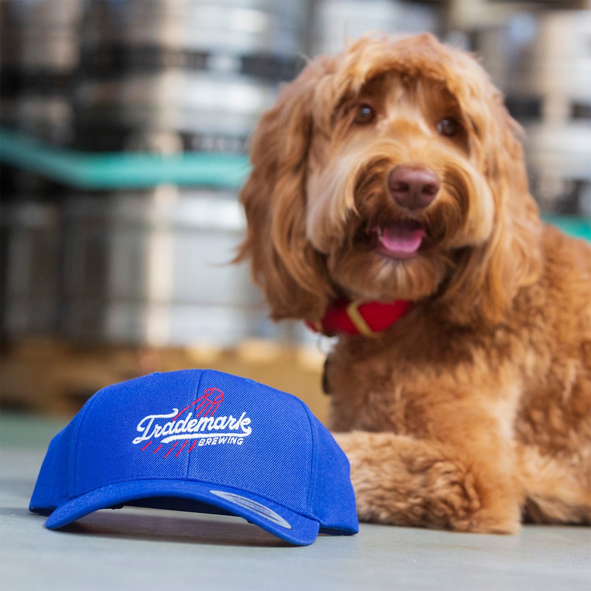 Join us on game days with your 🧢 gear and get your first beer for just $5, plus $1 off each pour following* *one per customer, per game day, select styles only #trademarkbrewing #labrewers #LAbeer #longbeach #sanpedro #dodgers #baseball