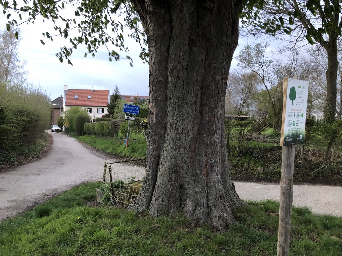felix_lacroix's tweet photo. Actie #TreeTag maakt het belang van bomen voor mens en omgeving zichtbaar. @Reijmerstok deze prachtige beeldbepalende #kastanje https://t.co/o6yZSpIMOV
