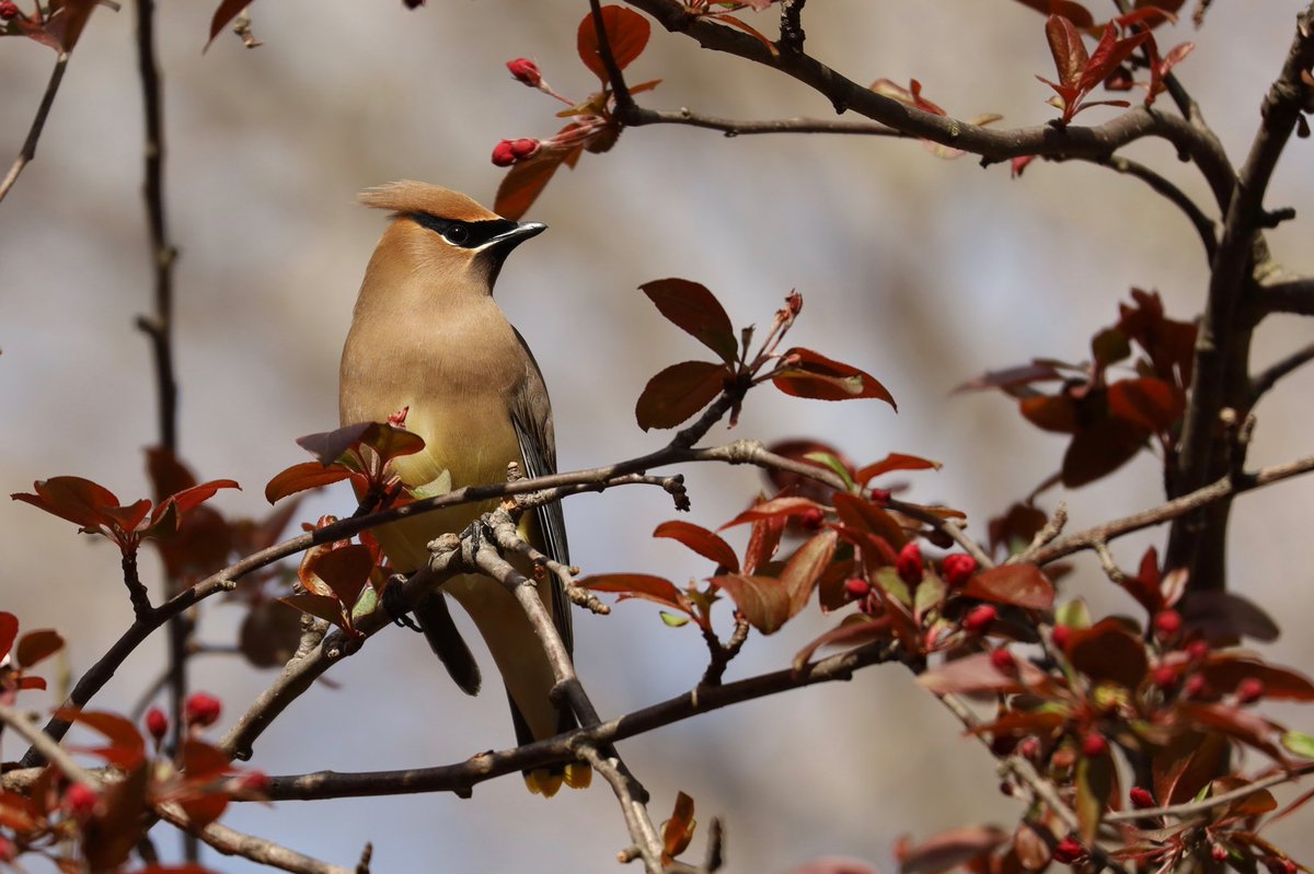 I’ve seen a lot of Cedar Waxwings over the past few weeks, but I still can’t get enough of these beautiful aliens #birdcpp