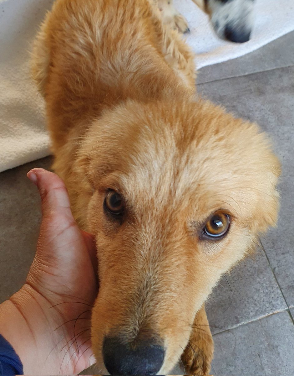 Pro_Ani_LaNucia's tweet photo. Se llama Veiga y su mirada es como ella. Tiene poco más de 9 meses, es menuda, rubia, con un pelo de ese que apenas se cae y no tiene rabo, cosas de la genética. 
No se puede pedir más para adorarla y adoptarla. https://t.co/8dsdgkpnCo