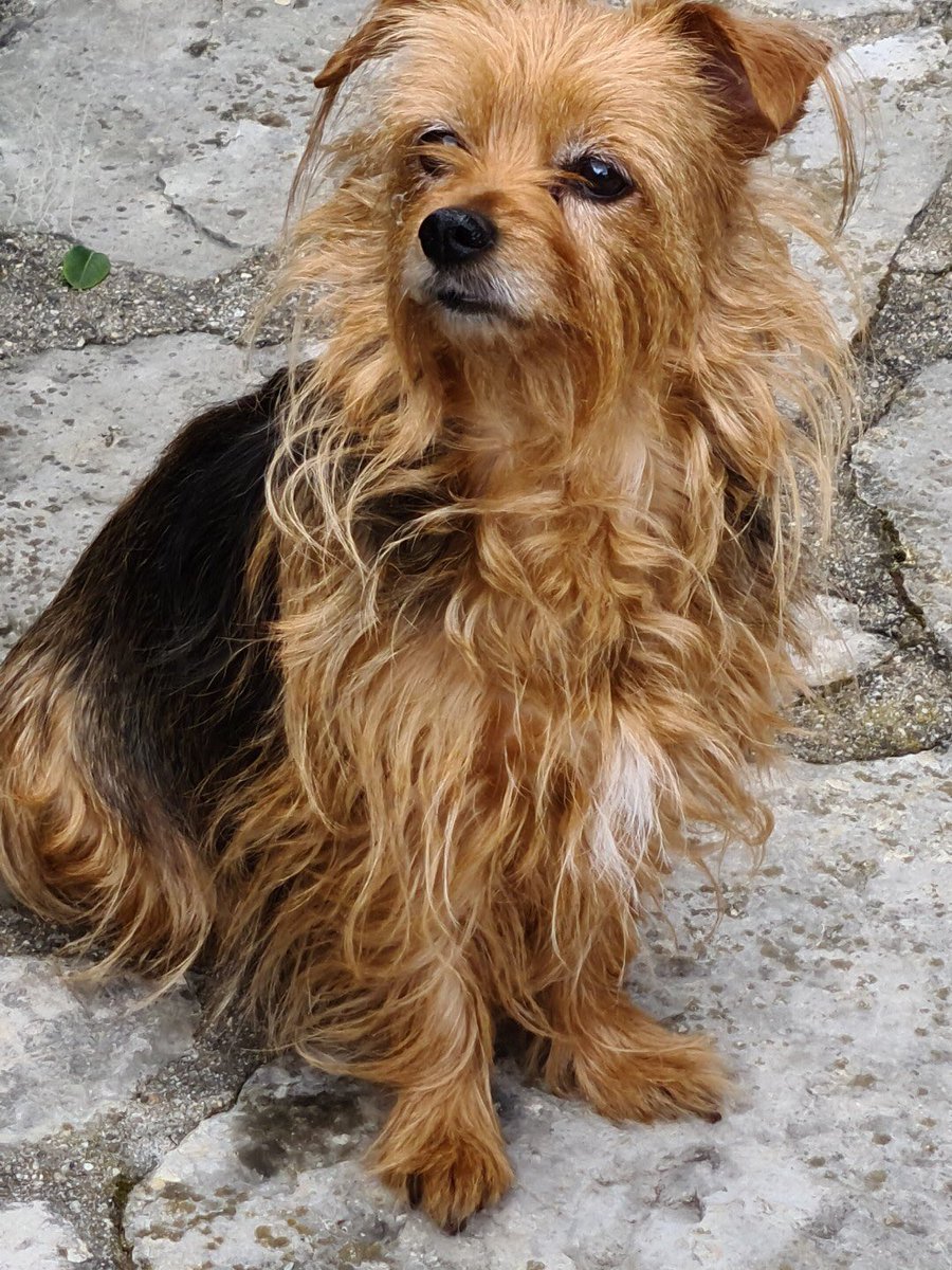 DoraemonUpdates's tweet photo. Not Doraemon related but look at my little doggie doggo 
Ain’t she cute ? 
My dog and me hope that you had a very great day and we are very very proud of you ! 
We love you very much ! ❤️ https://t.co/LmHg4LbymN