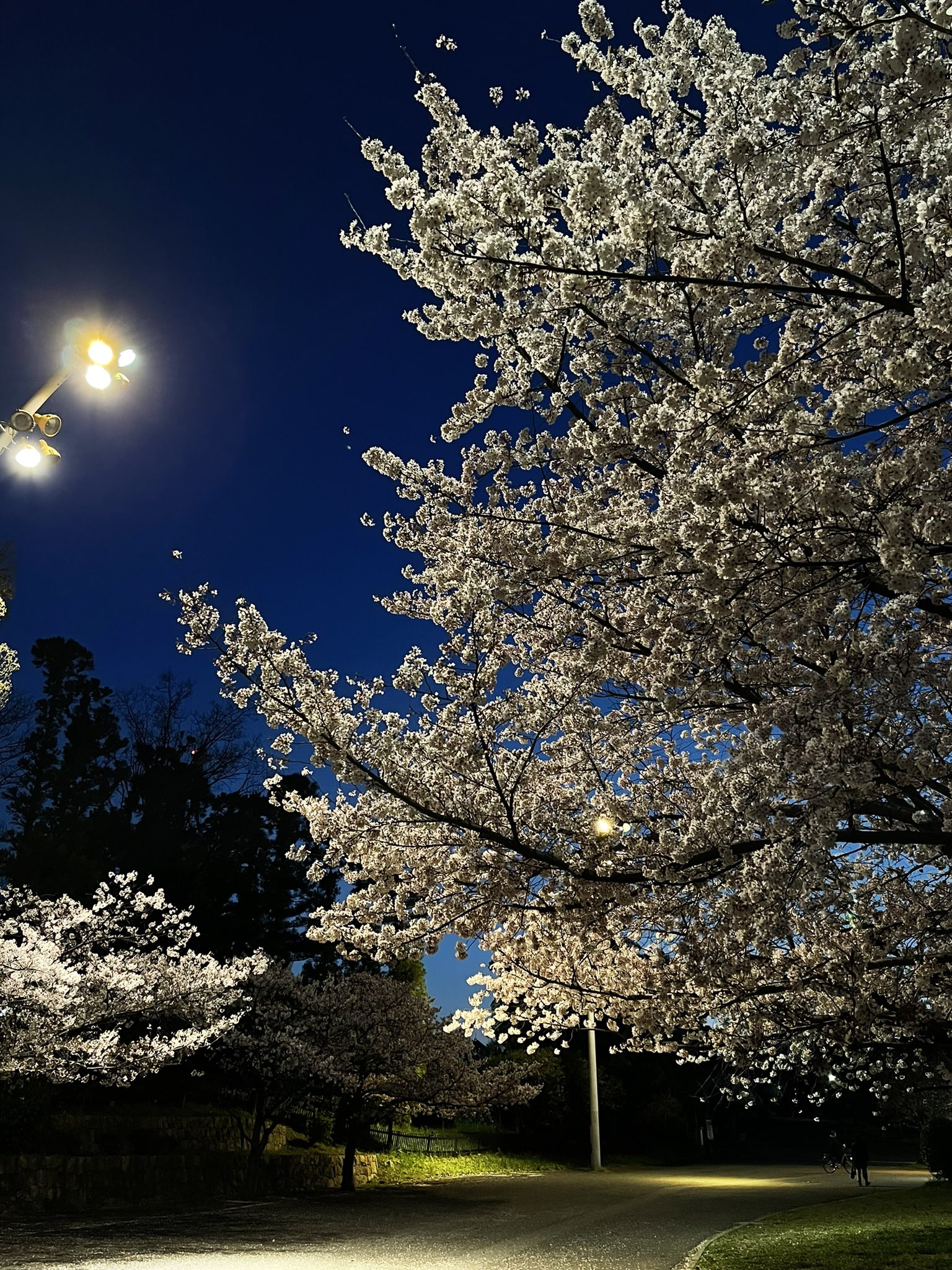 ★代々木公園伝説のフリーイベント「ToGetHer　＃000」★神レア ☆代々木公園伝説のフリーイベント「ToGetHer ＃000」☆神レア