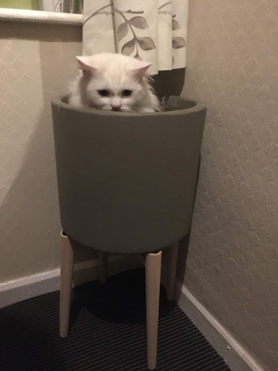 casper_cats's tweet photo. What now Casper??? Managed to grow #pussywillow #garden #grow #flowers #plants #funnycats #sillycat #catnip #kittyrose #snowdrop #camelia #babysbreathe https://t.co/Dn2GElM2MV