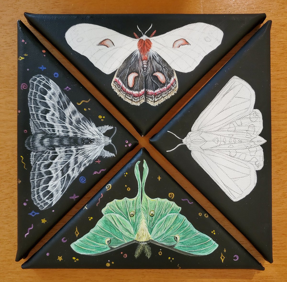 angela_rose_art's tweet photo. So excited for this moth series 😁 https://t.co/cyeYw7GObx