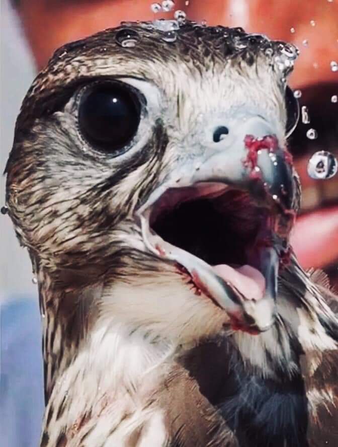 رعى الله صناديق الصدور أمهات أقفال ..
ما  يدري  بسد  ضلوعها  غير  خالقها !!🖤