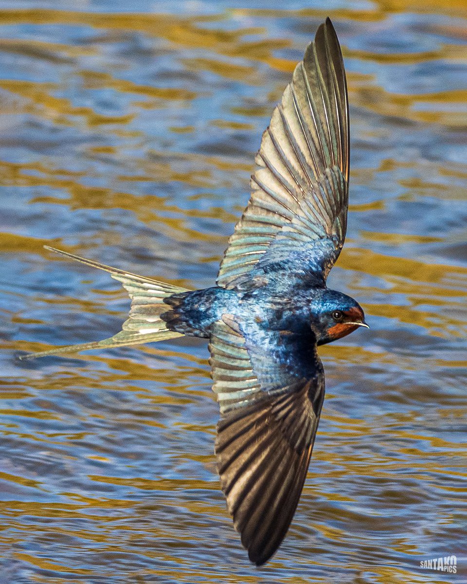 Eco-Coloma n4

Golondrina común - Hirundo rústica

"Bienvenida golondrina y bienvenida primavera."