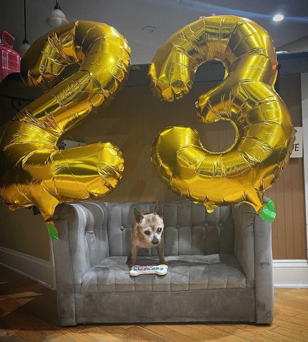 WeRateDogs tweet media