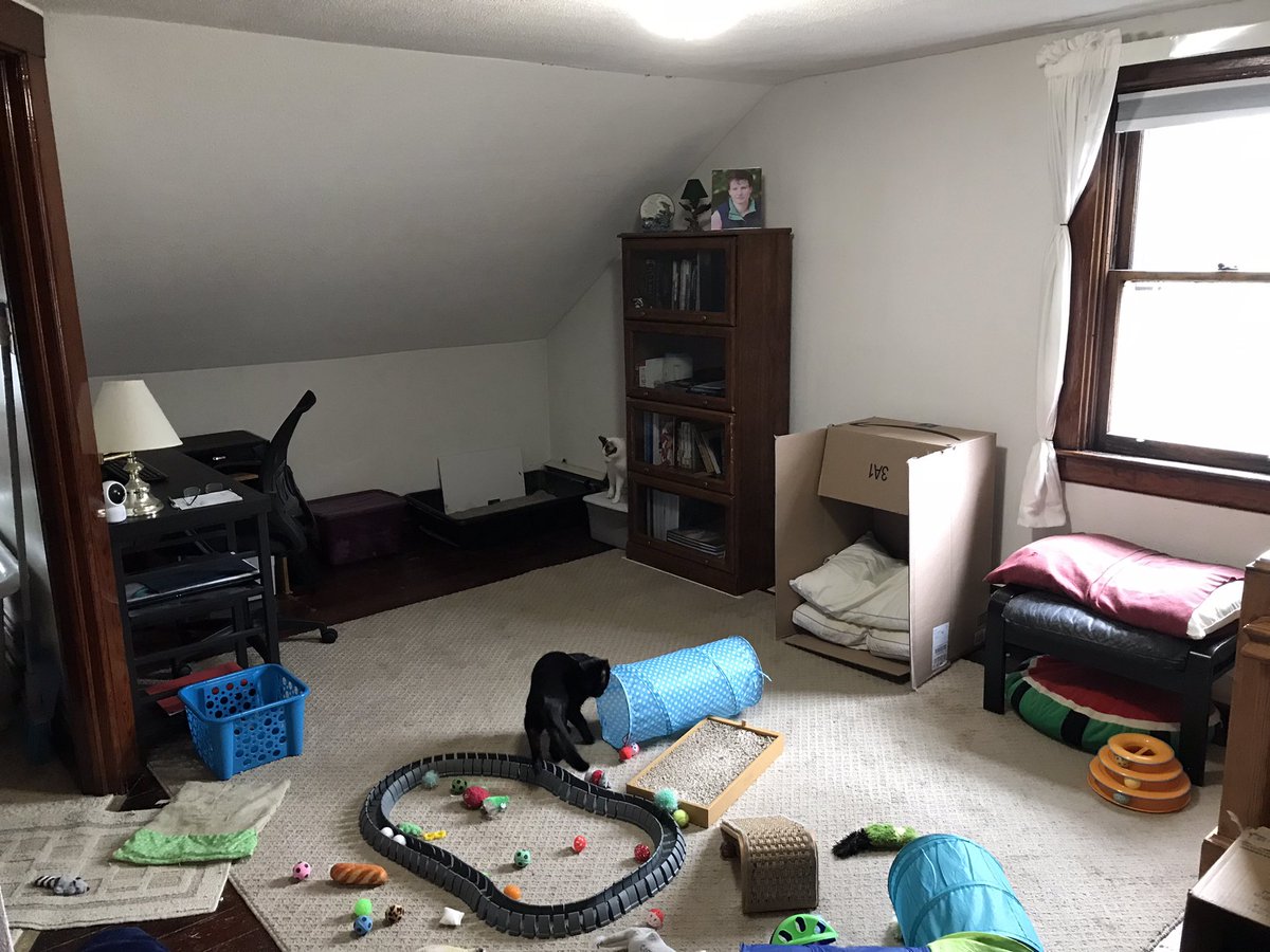 KittyHavenNY's tweet photo. Since waz rainy dreary day 2day - dadz spentz da timez rearrangin da upstairz #Catroom. Hez been tryin very hard 2 havez fingz less cluttered. Been tryin 2 pursue az simpler life.
Da top is be4 & da bottom is after. Notice R sandbox waz moved!! Wez notz sure boutz datz! https://t.co/4FXrQjYCJK