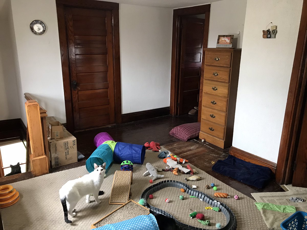 KittyHavenNY's tweet photo. Since waz rainy dreary day 2day - dadz spentz da timez rearrangin da upstairz #Catroom. Hez been tryin very hard 2 havez fingz less cluttered. Been tryin 2 pursue az simpler life.
Da top is be4 & da bottom is after. Notice R sandbox waz moved!! Wez notz sure boutz datz! https://t.co/4FXrQjYCJK