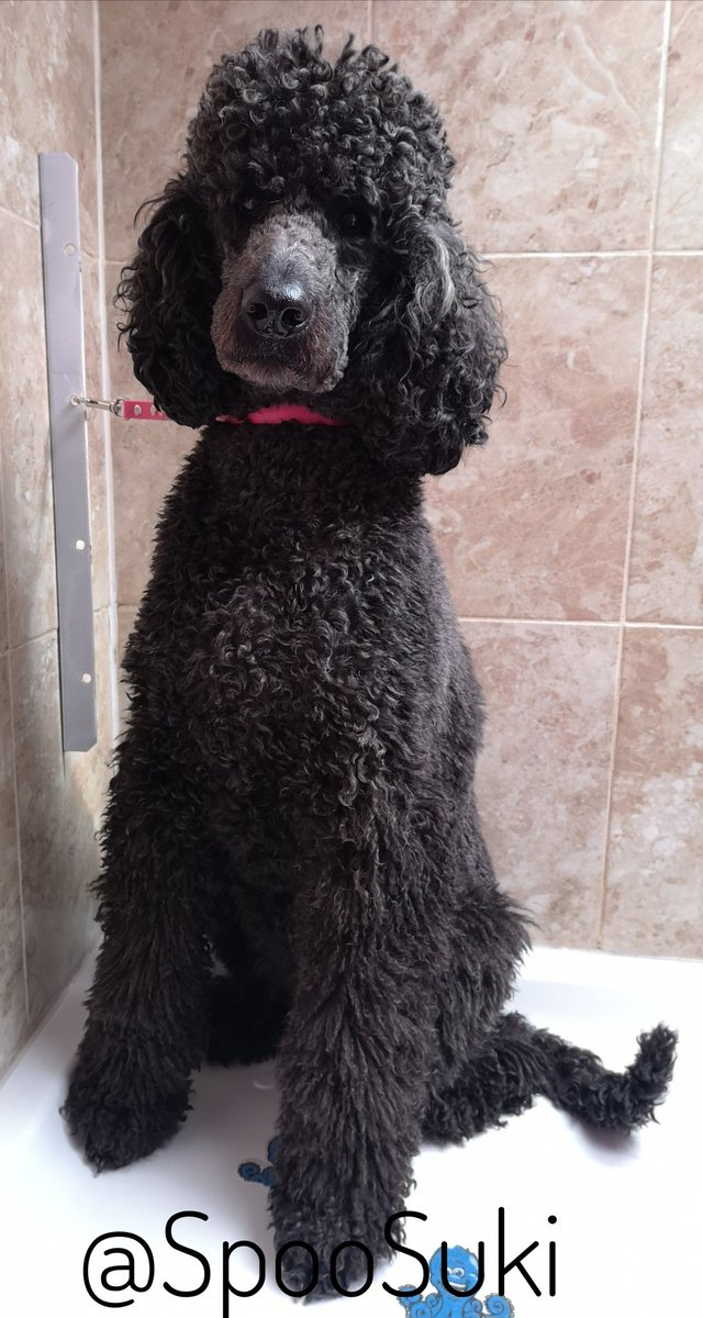 SukiTheSpoo tweet media