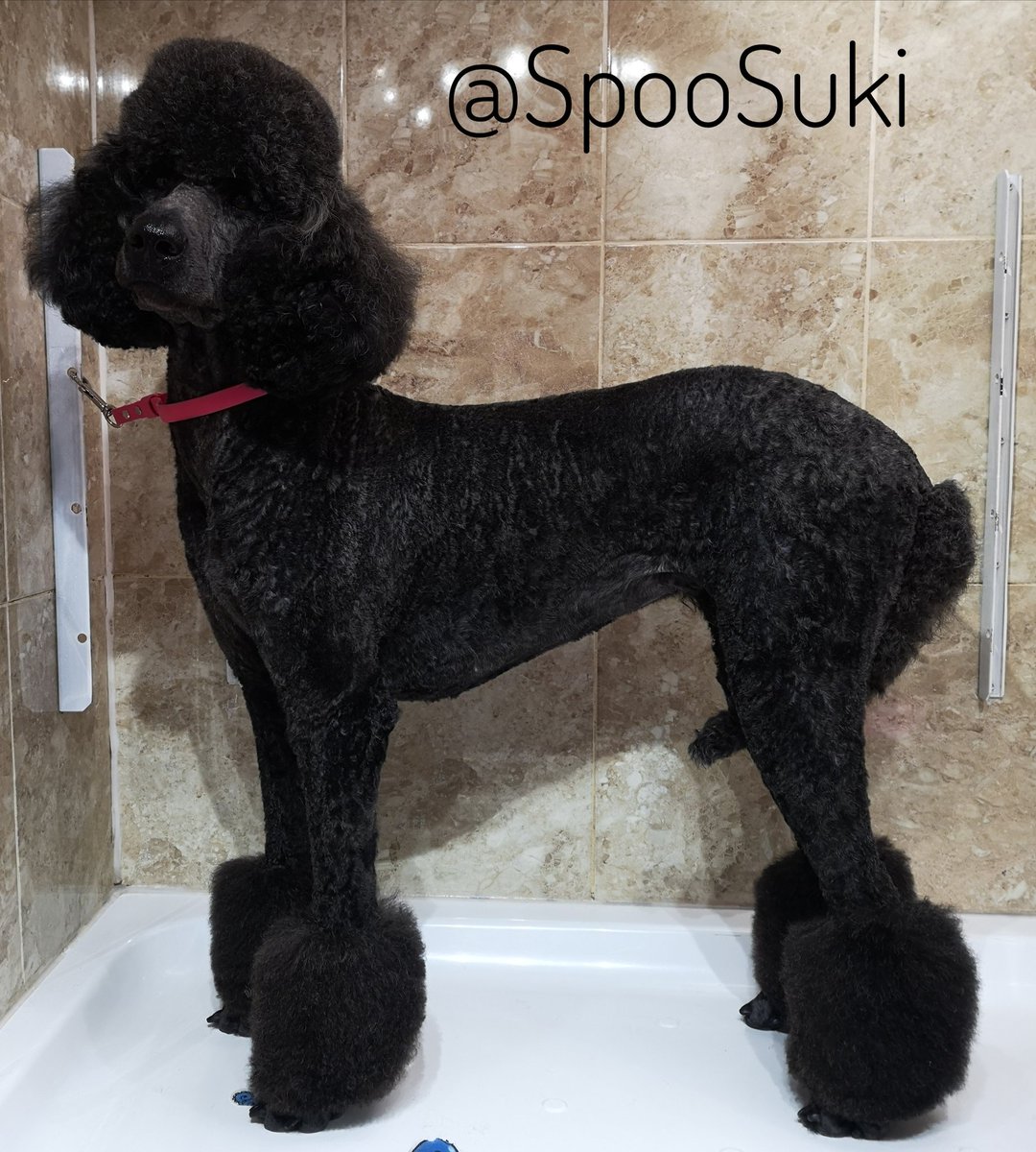 SukiTheSpoo tweet media