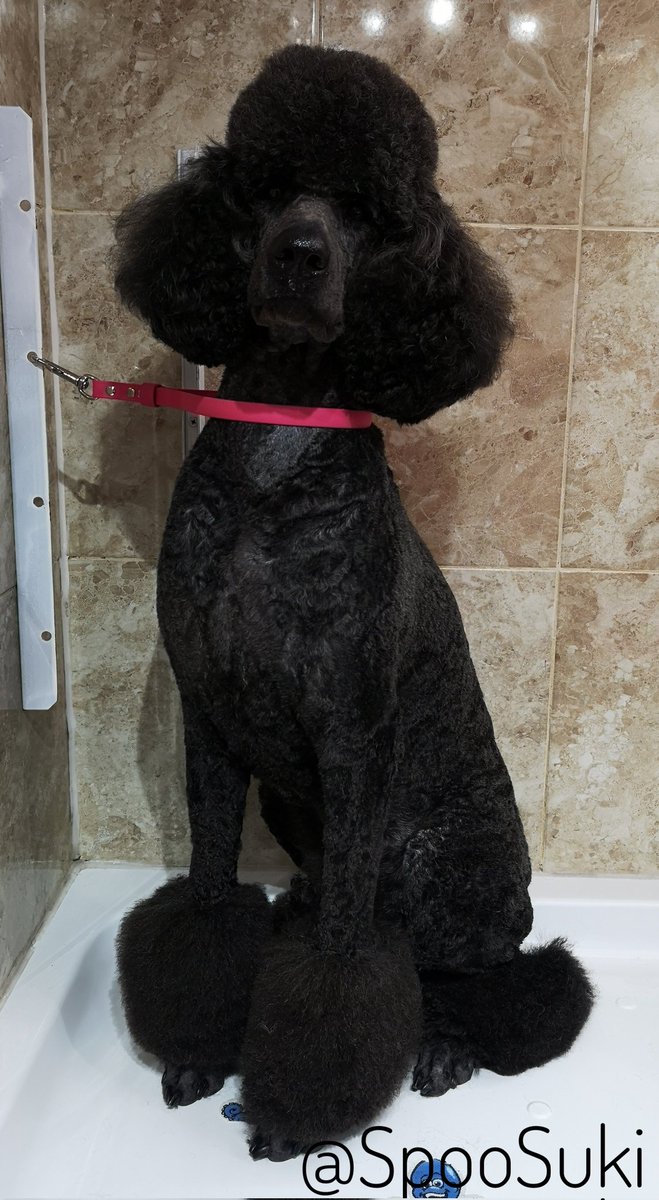 Today I was transformed from a stinky dog to the Princess that I am 🐩🐩🐩
#StandardPoodle #Poodle #DogsOfTwitter #DogGroomersDog