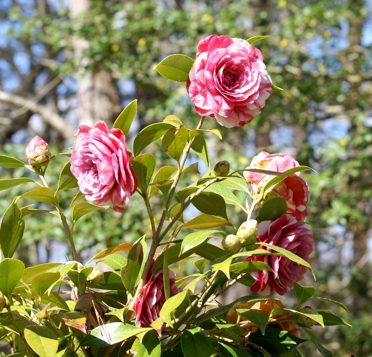NKelleherAuthor's tweet photo. Time for a #camellia thread, with maybe a few redbuds thrown in.
🌸🌸🌸🌸🌸🌸🌸🌸🌸🌸🌸
#SpringTime #NorthernNeckVA #NNK #spring https://t.co/W40Dox67AQ