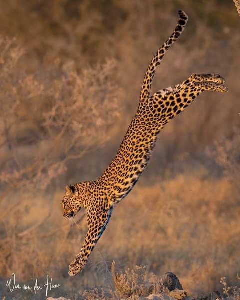 ✨. It’s almost time we head back to Etosha again!
🍀🌼🍃🌴💚💗☕❤🙏