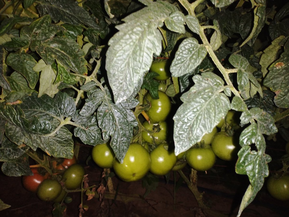 ChiparaJohn's tweet photo. @NoelMawere I love this variety @PhiriDivah @Charterseeds hona https://t.co/9KcwLCElUm