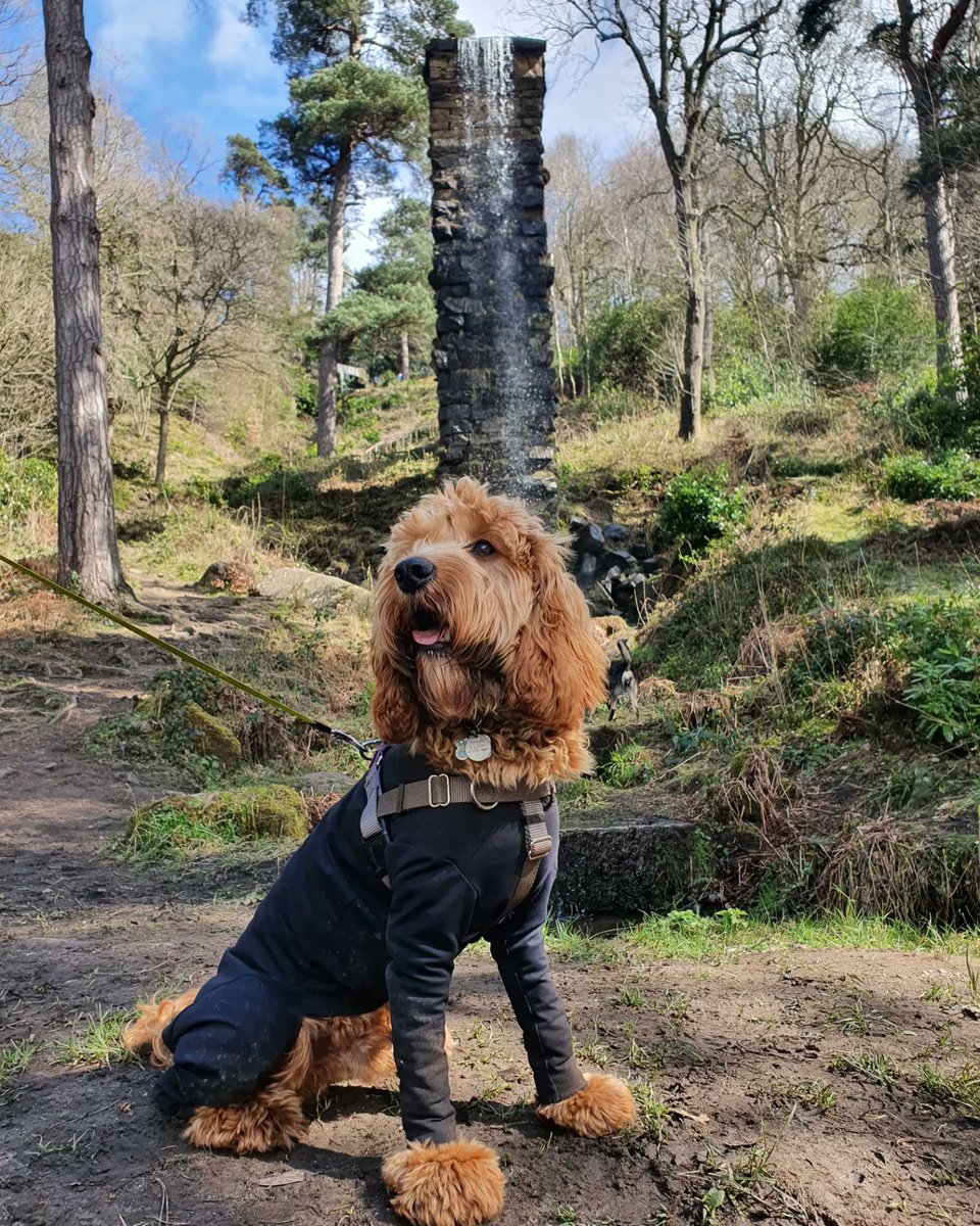 geekiernan's tweet photo. Out and about with the pup this weekend. Getting Hugo and being outside more often has been amazing for my mental health and fitness 💚 https://t.co/ZMW7Nejv7j