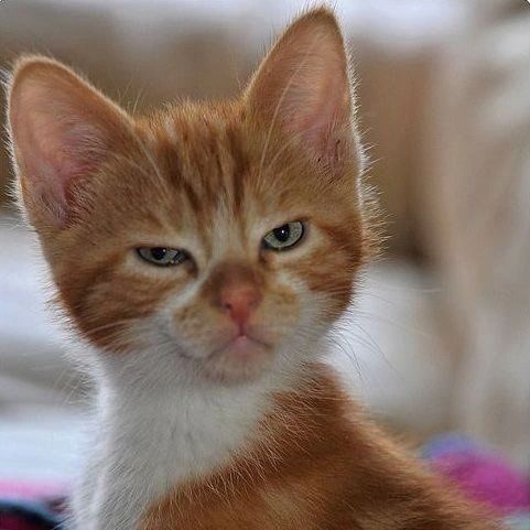 چرا وقتی پیش بابام نشستم مامانم باید بپرسه سر این شارژر کجاس و آبجیم بگه سرش توشه ://