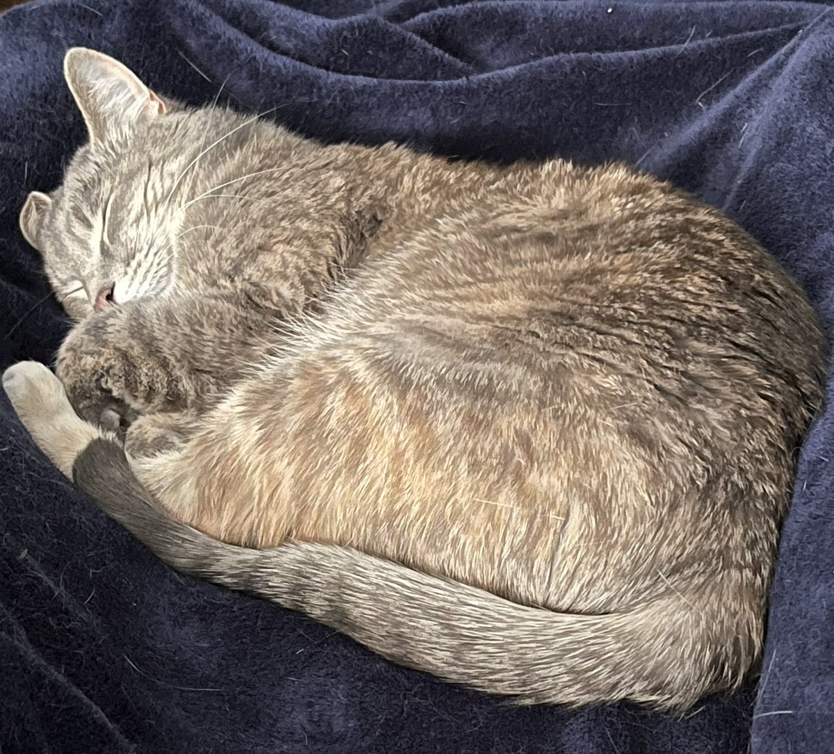 WisconsinChels's tweet image. #Caturday