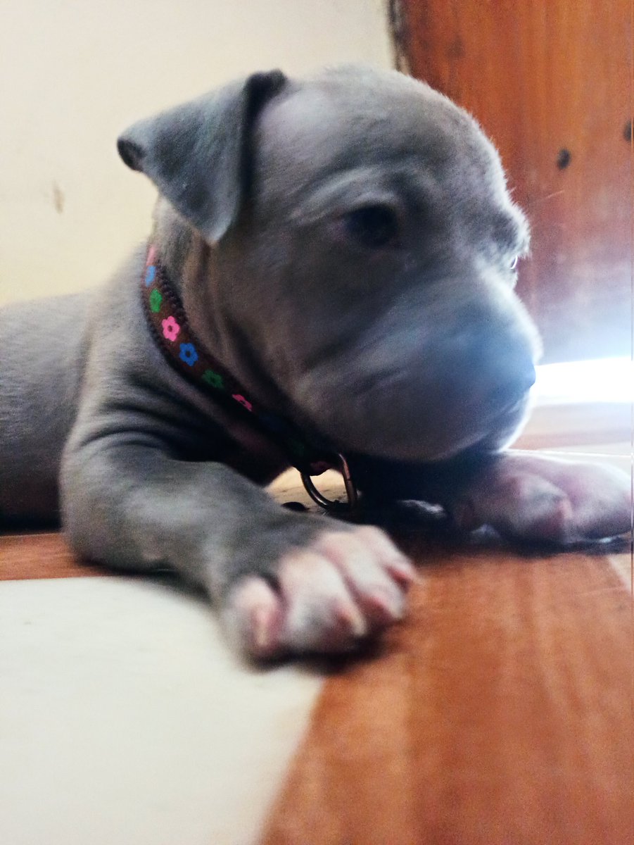 El_Erik_Javier's tweet photo. La nueva integrante de la familia ❤️ #Blune #BbPitbull https://t.co/xq14F9q83y