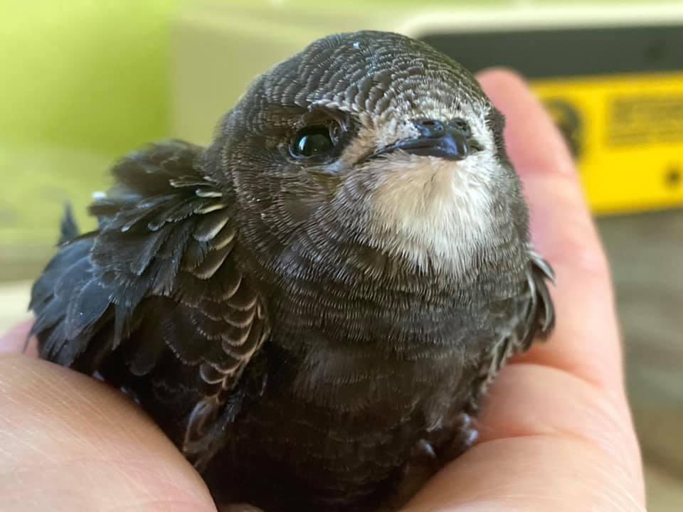 Please retweet!

GROUNDED SWIFT THREAD! MYTHS BUSTED! 😃
 
People believe that swifts can not take off from the ground, they do find this difficult but a healthy bird should be able to, under no circumstance should they be thrown up into the air 📸 Alison Ingram 1/4