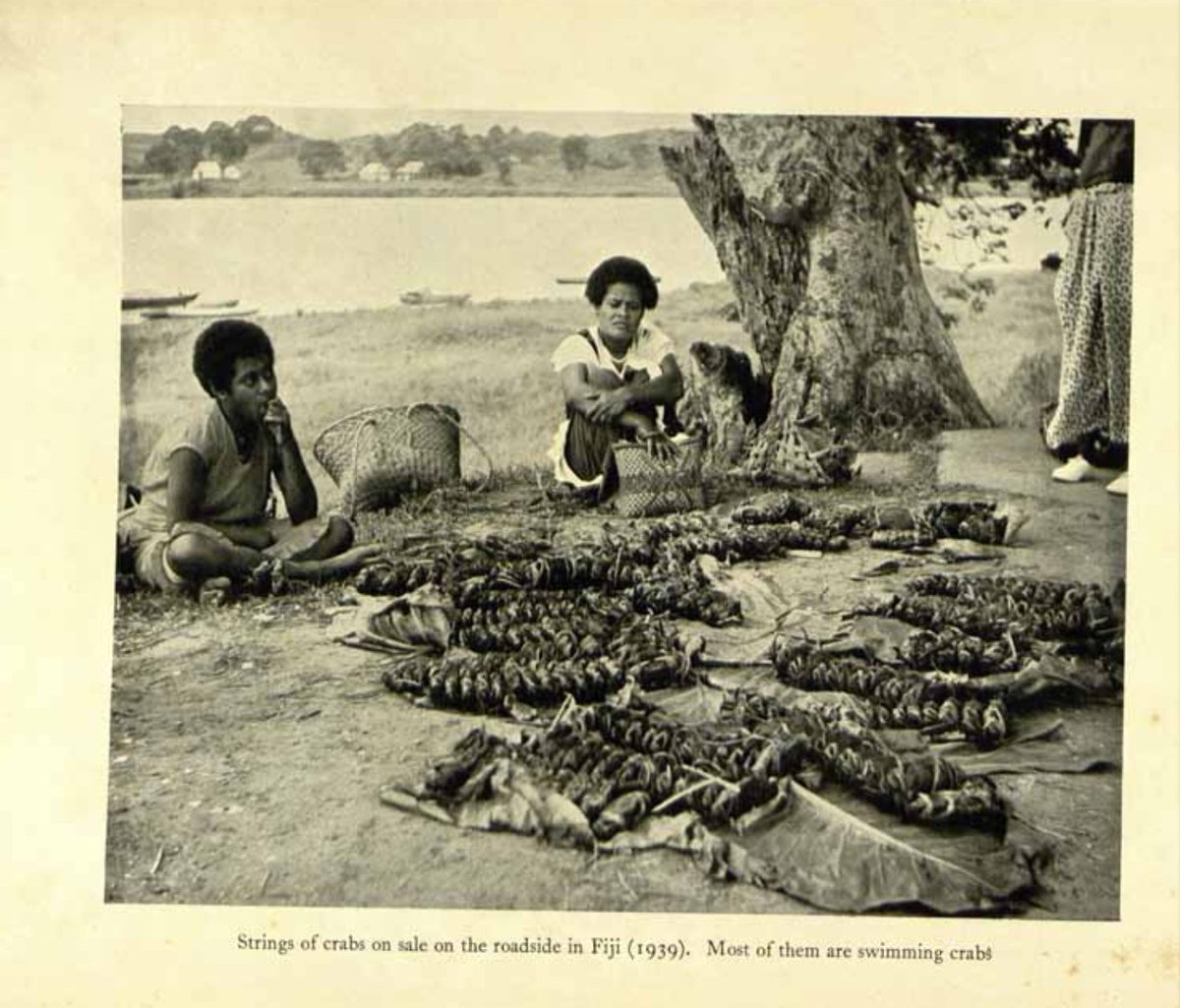 rokonadravu2's tweet photo. Women selling freshwater mussels (Kai) & crabs (Qari) in #Fiji, 1939, year World War 2 broke out. In the mass recruitment of iTaukei men & boys for the #PacificCampaign the burden on women became deeper. Women held things together, as they do every day.
📸James Hornell https://t.co/wI81uRD9VQ