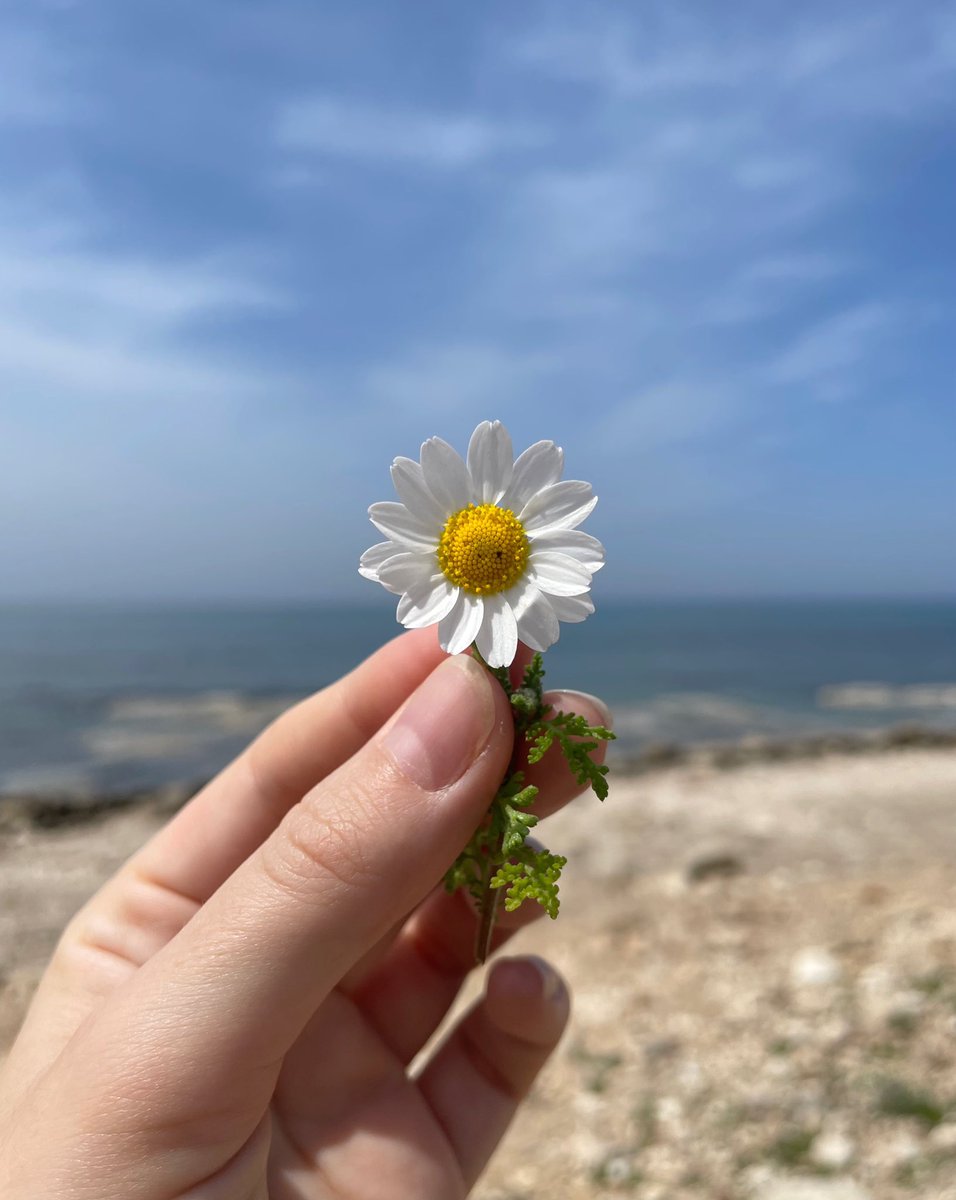 Sovacado's tweet photo. Been really busy lately with tons of work so I got a bit off Twitter, but today I found this little smiley daisy that made me realize sometimes we need to stop and enjoy the little things✨
Have a great weekend everyone!🌼☺️ https://t.co/oB69C2z9ob