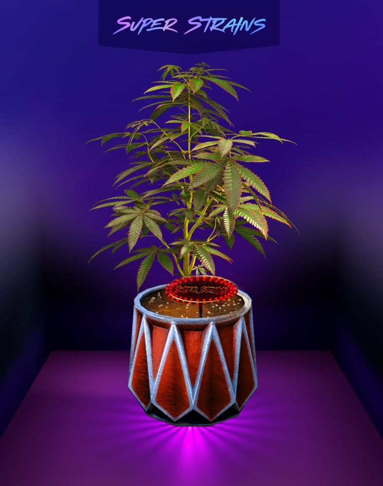 SuperStrainsNFT's tweet photo. SuperStrains is #art + #NFT + #cannabis and we have your feedback in the unique #3D cannabis plants you will be proud to show off in your blockchain life.  Keep in mind that 2 = Breeding https://t.co/HAu3jns0nq