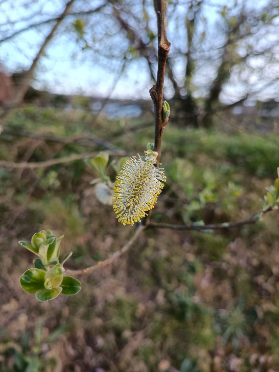 Masonbrook's tweet photo. Cannot believe it's Day 99 #100daysofwalking2022 #round2crew @NTBreakfast super evening for a walk but cold https://t.co/QupvfsQtf7